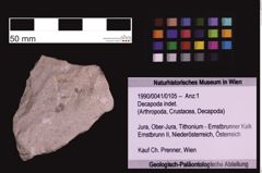 Foto (Objekt + Etiketten) von Decapoda indet. (NHMW-GEO-1990-0041-0105)